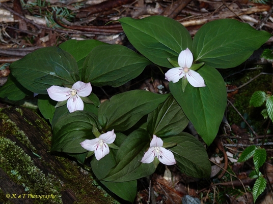 {Trillium undulatum forma enotatum}